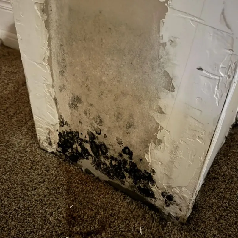 Professional Mold Removal in Metter, GA